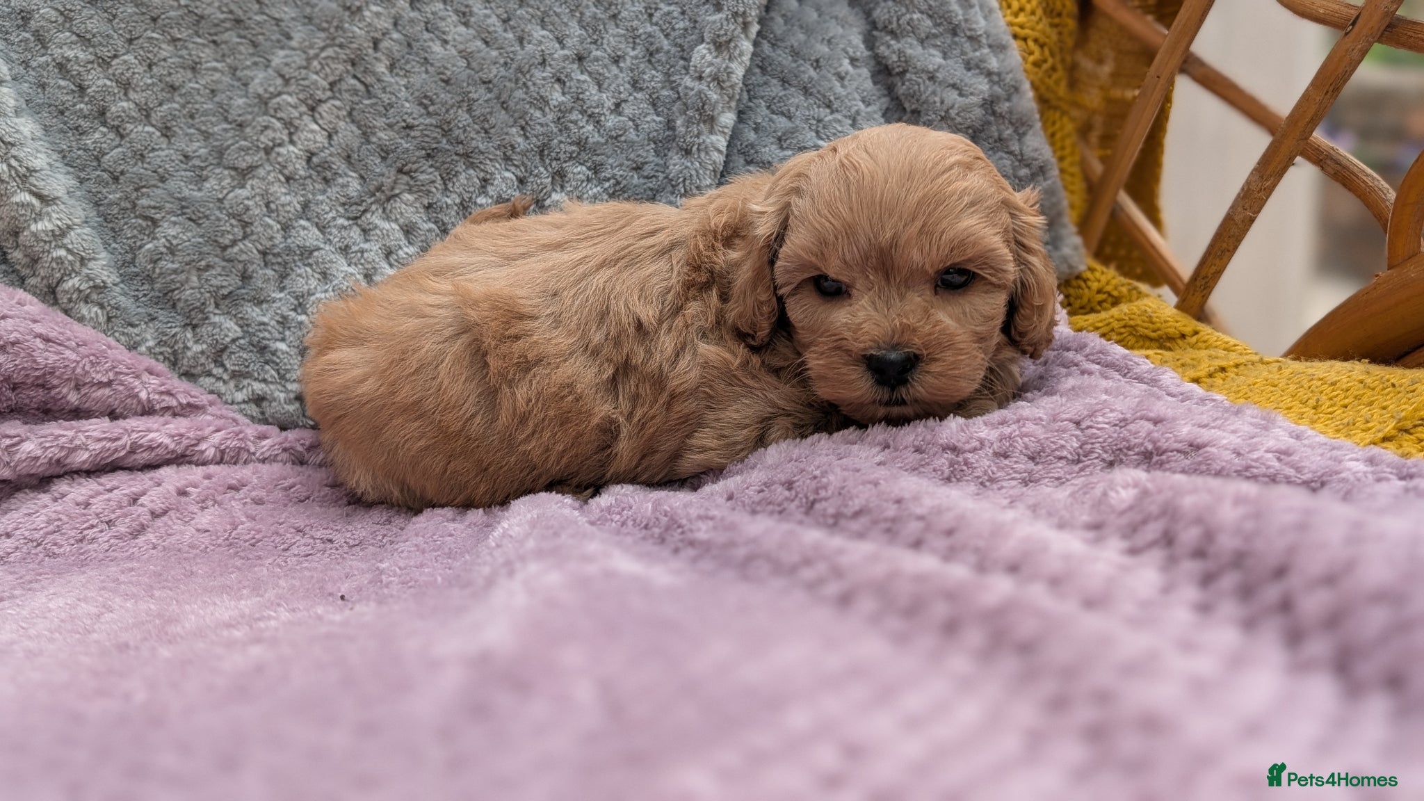 Maltipoo dogs Stunning Toy Maltipoo Puppies  - Advert 6