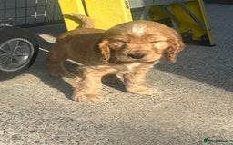 Cockapoo dogs for sale: Cockapoo Pups - Image 7