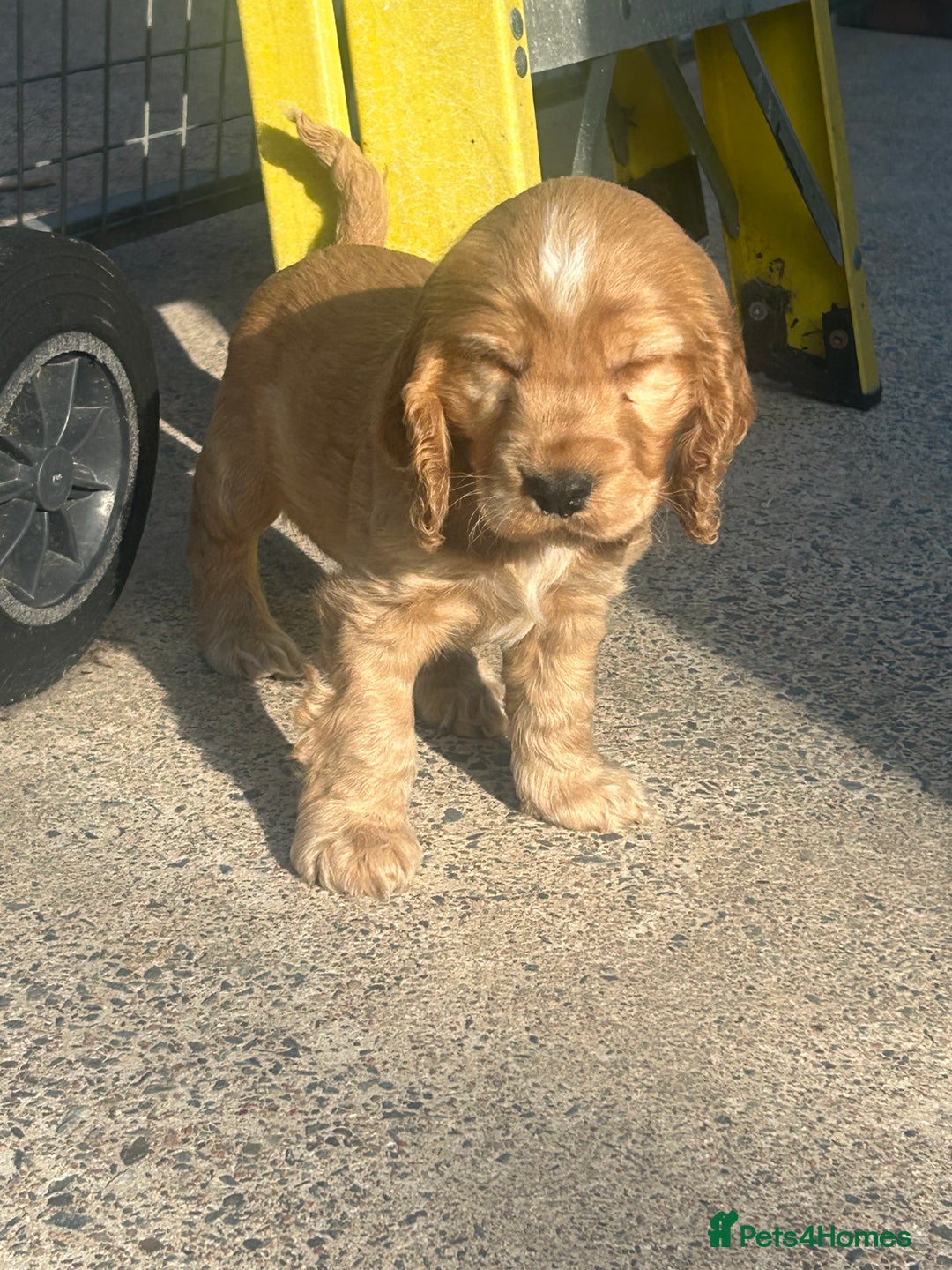 Cockapoo dogs for sale: Cockapoo Pups - Image 7