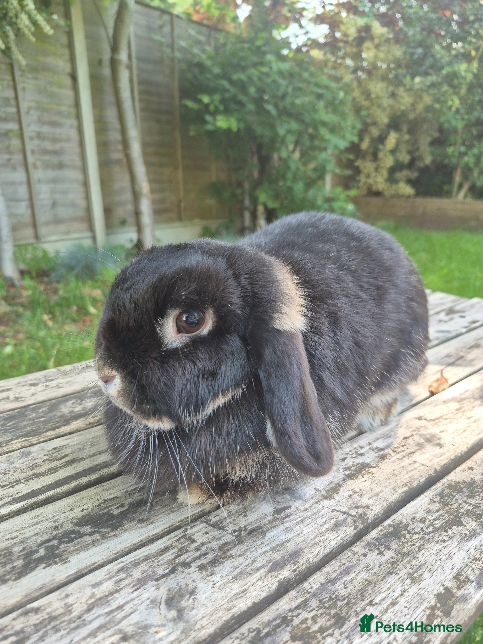Mini Lop rabbits Mini lop doe - Advert 6