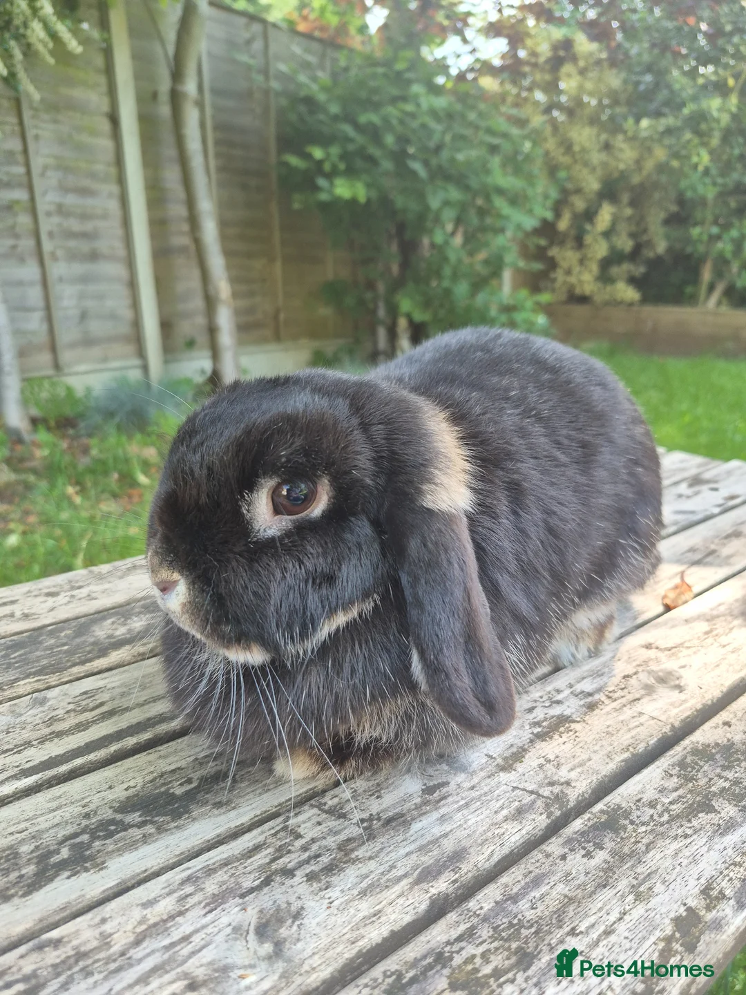 Mini Lop rabbits for sale: Mini lop doe - Advert 1