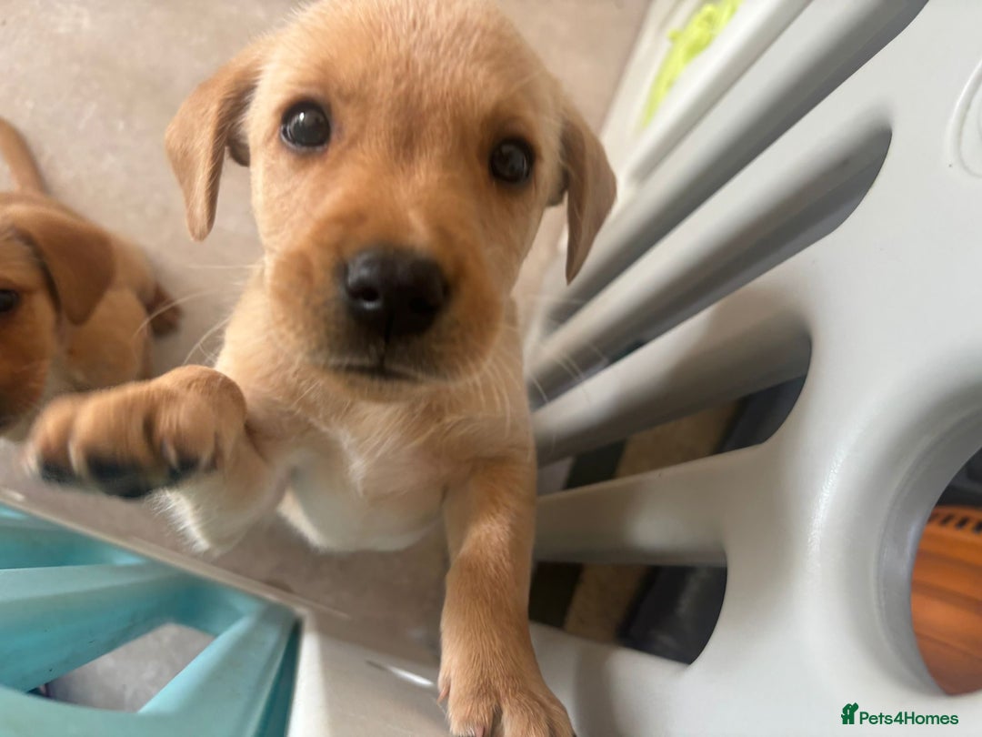Labrador Retriever dogs for sale: Home bred working Labrador puppies - Image 40