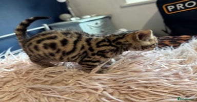 Bengal cats Beautiful Bengal Kittens - 4 boys, 1 girl - Advert 5