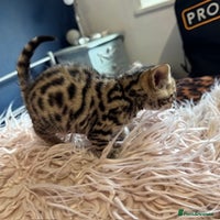 Bengal cats Beautiful Bengal Kittens - 4 boys, 1 girl - Advert 3