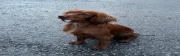 Cocker Spaniel dogs for sale: Stunning Red Kc Working Cocker Spaniels   - Advert 12