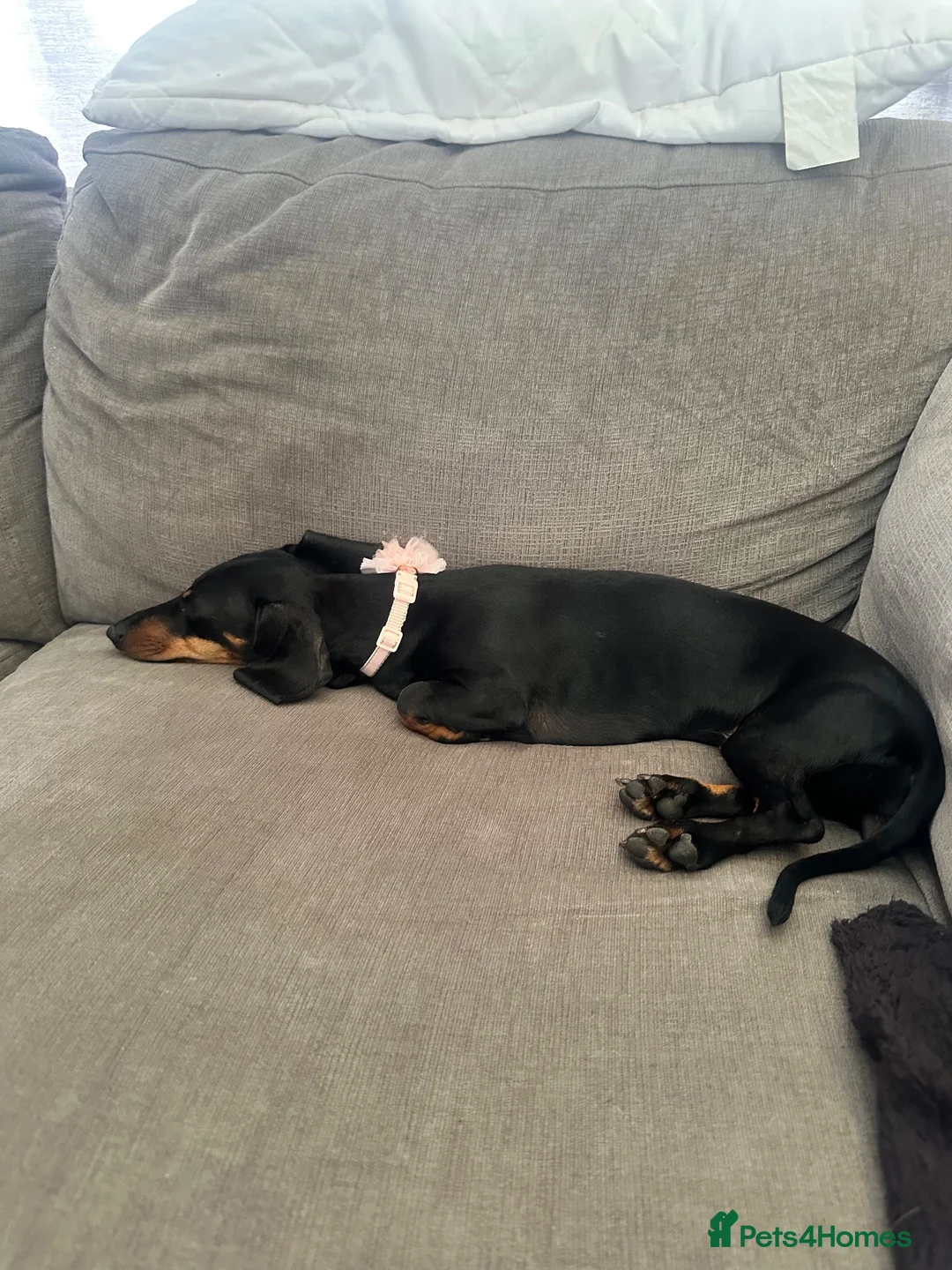 Miniature Dachshund dogs for sale: Meet Bambi  - Advert 2