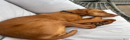 Hungarian Vizsla dogs for sale: Stunning cheeky chap - Advert 4
