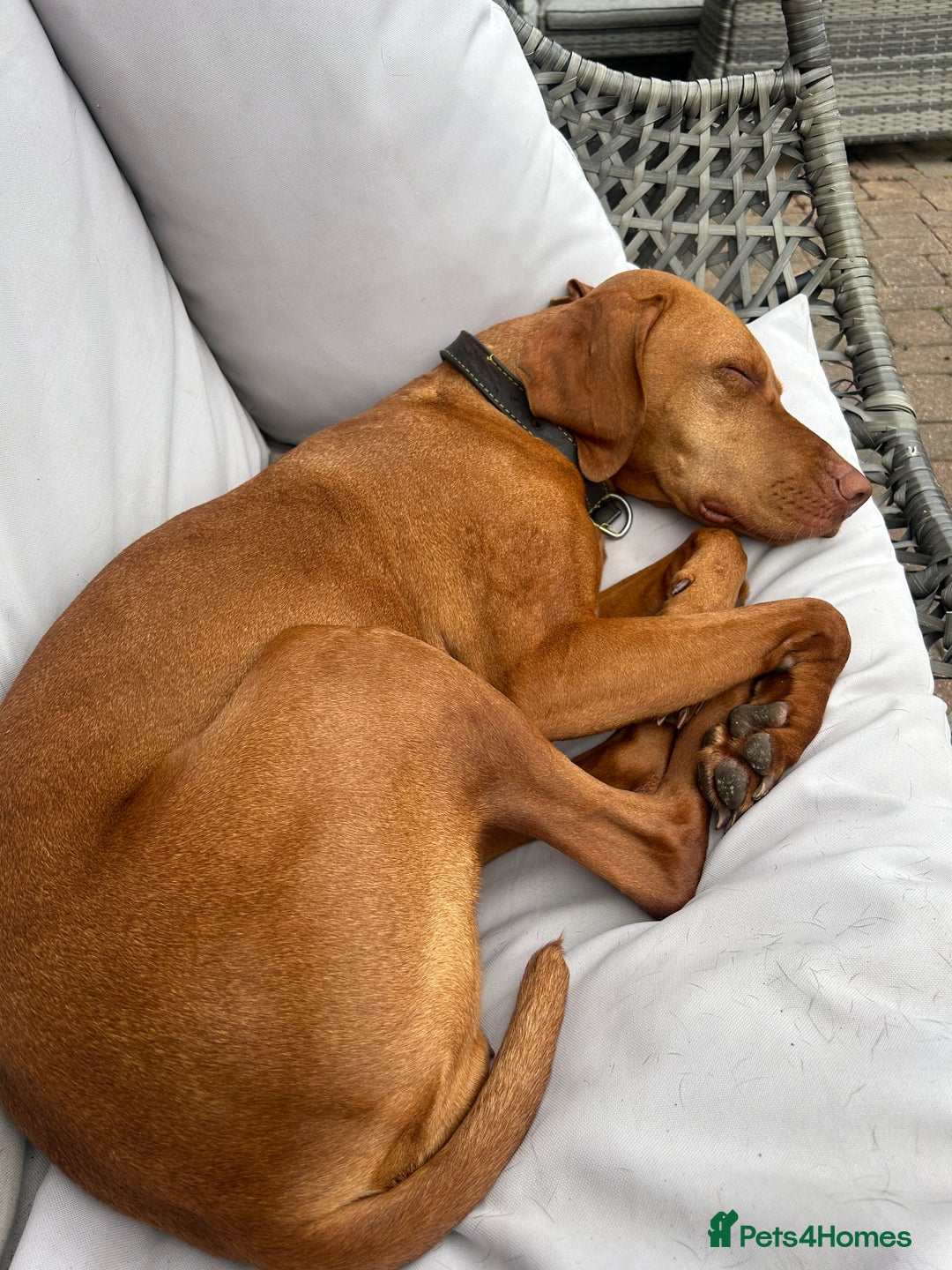 Hungarian Vizsla dogs for sale: Stunning cheeky chap - Advert 4