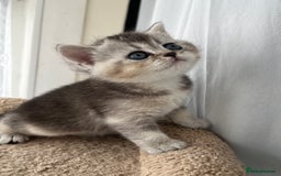 Scottish Fold cats for sale: Adorable Scottish Fold Kittens  - Image 22