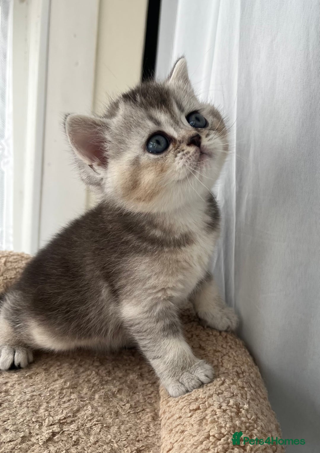 Scottish Fold cats for sale: Adorable Scottish Fold Kittens  - Image 22