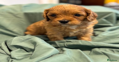 Cavapoo dogs - Advert 3