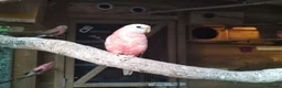 Cockatiels birds for sale: DNA breeding pairs barraband Bourke cockatiels - Advert 7