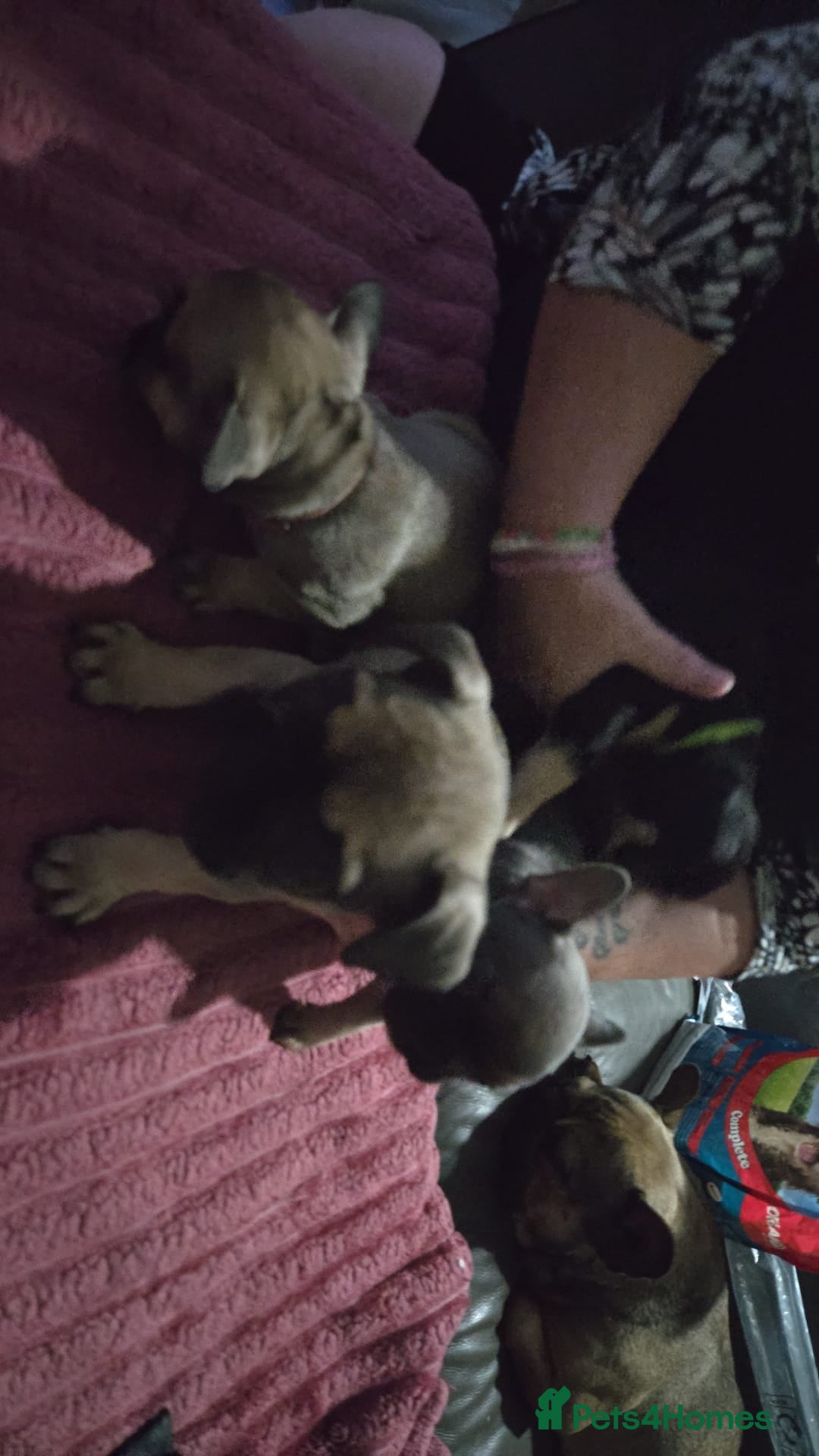 French Bulldog dogs for sale: French bull dog Puppies - Image 33