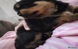 Rottweiler dogs for sale: 1 male 1 female rottweiler  - Image 15