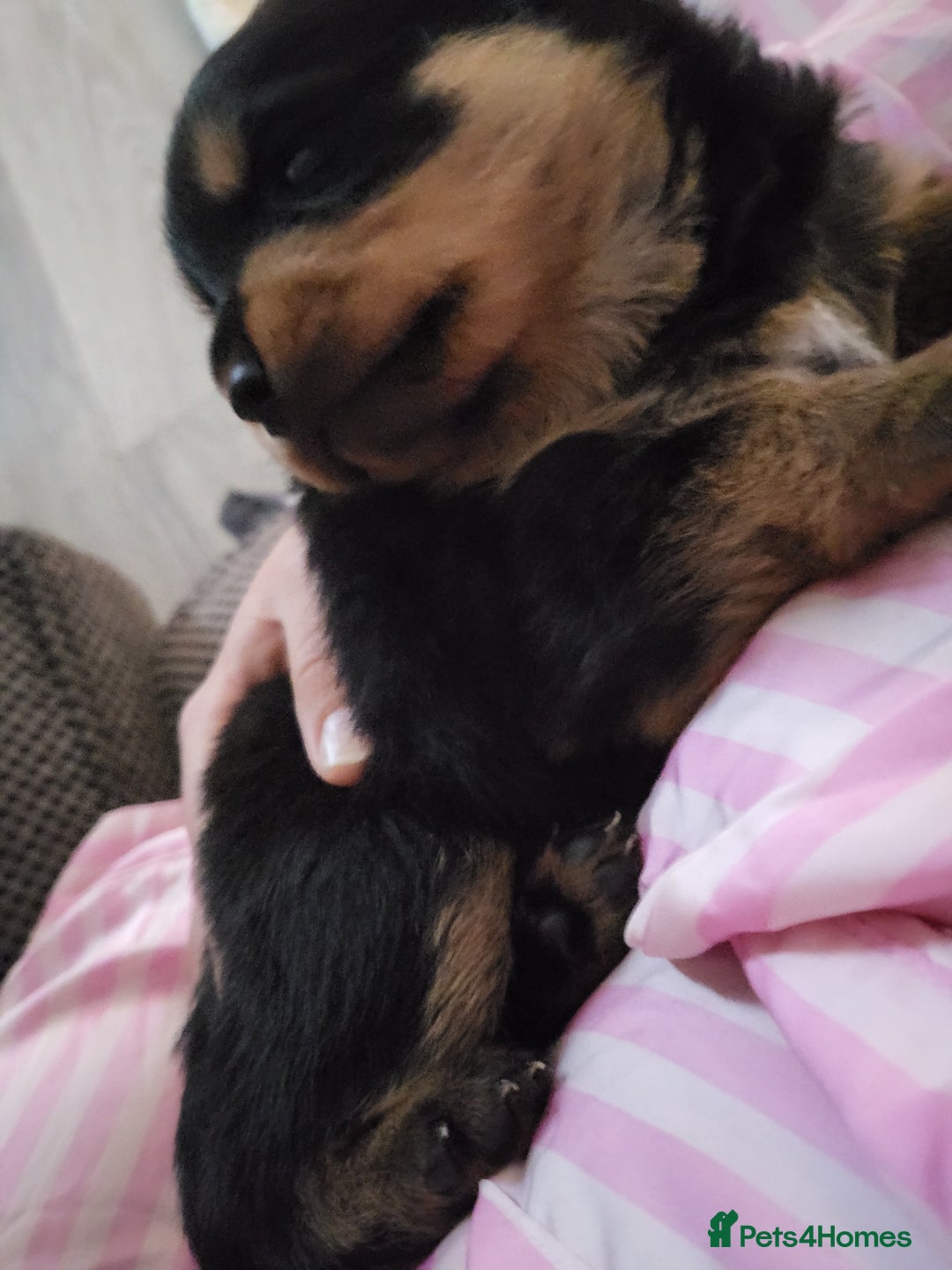 Rottweiler dogs for sale: 1 male 1 female rottweiler  - Image 15