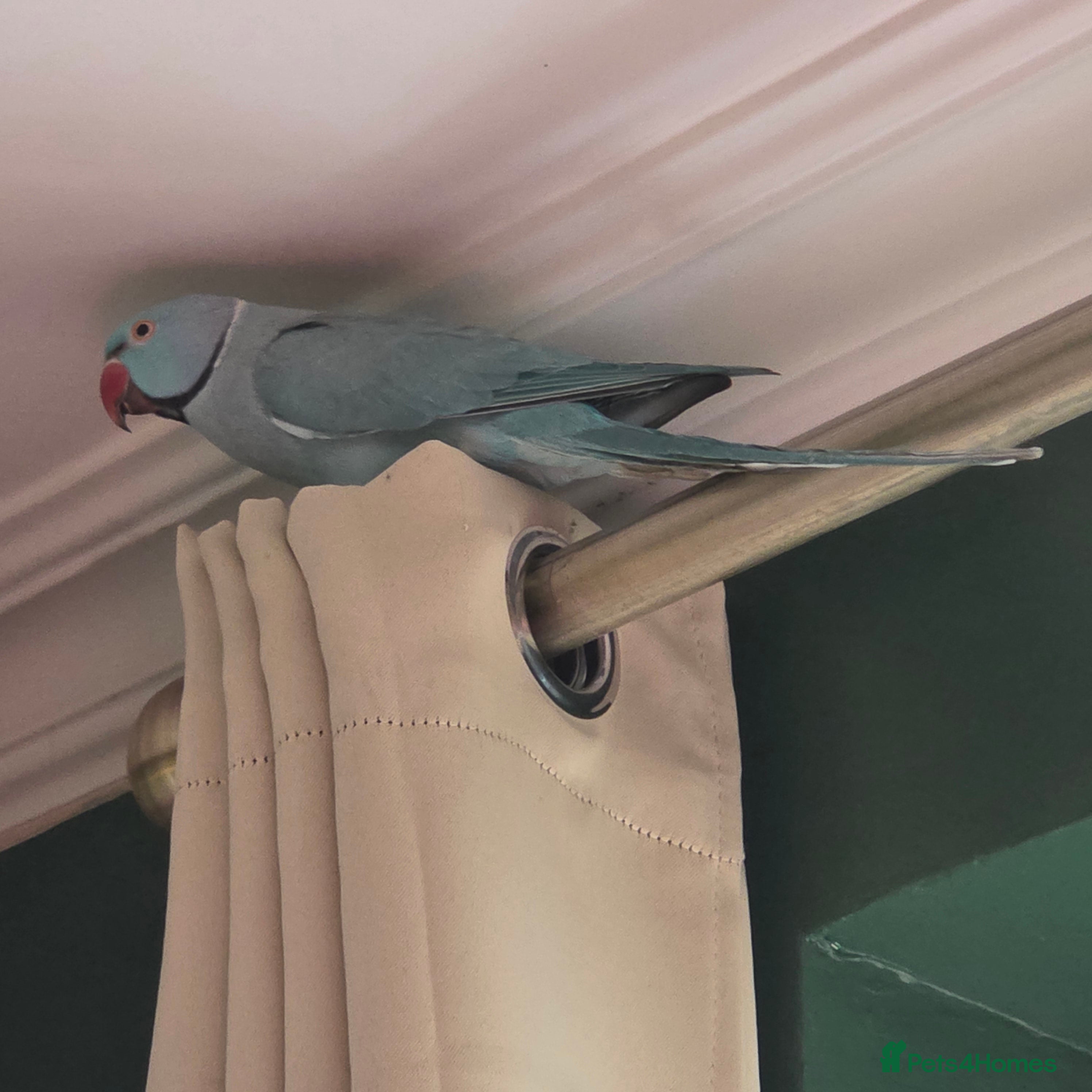 Ringnecks birds Blue Indian ringneck  - Advert 1