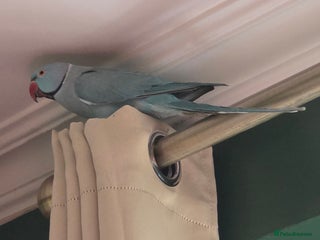 Ringnecks birds Blue Indian ringneck - Advert 1