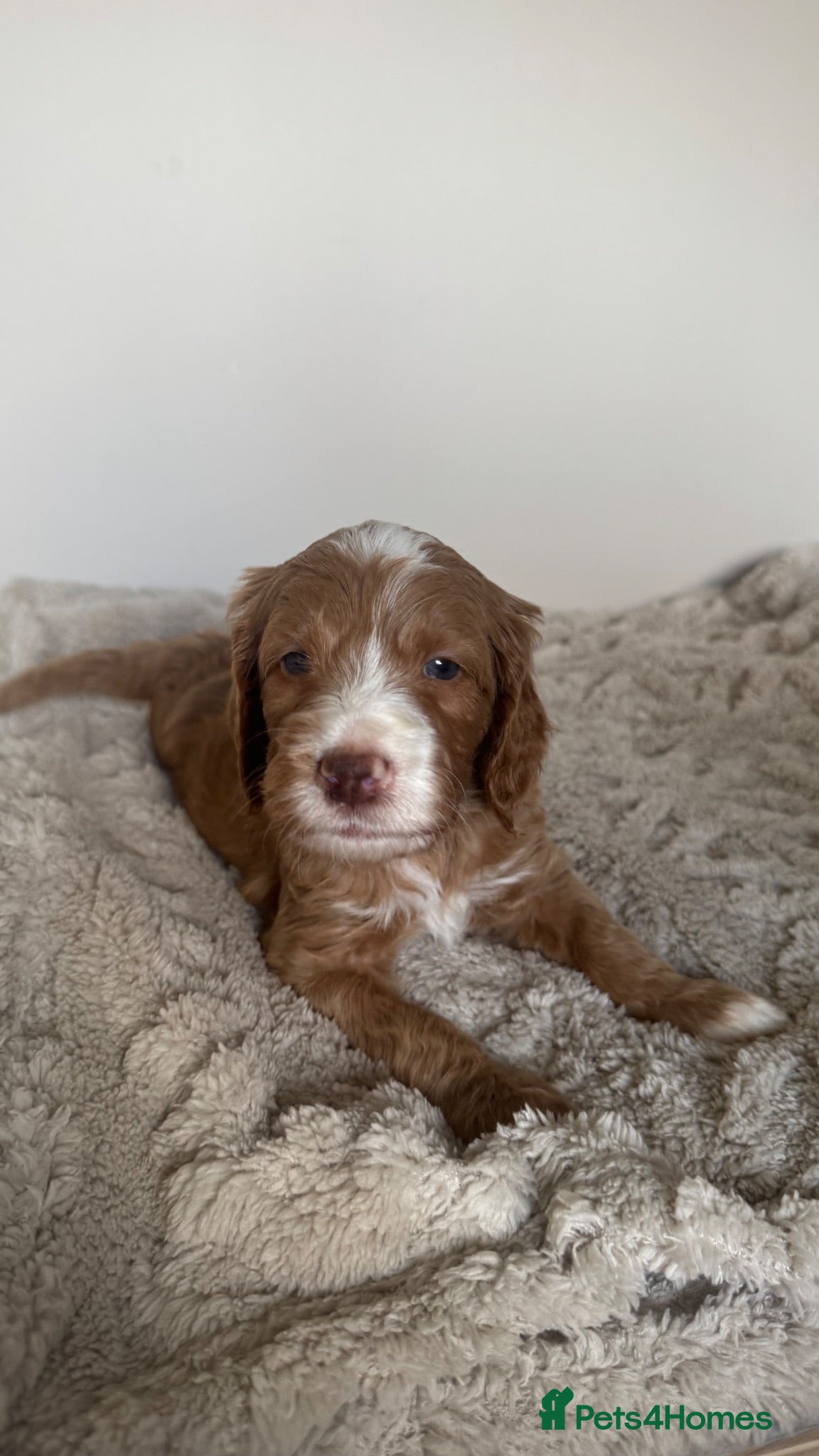 Mixed Breed dogs Beautiful Multigen Labradoodles  - Advert 1