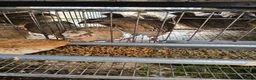 Quail poultry for sale: Quails and quails eggs &jambo males - Advert 2