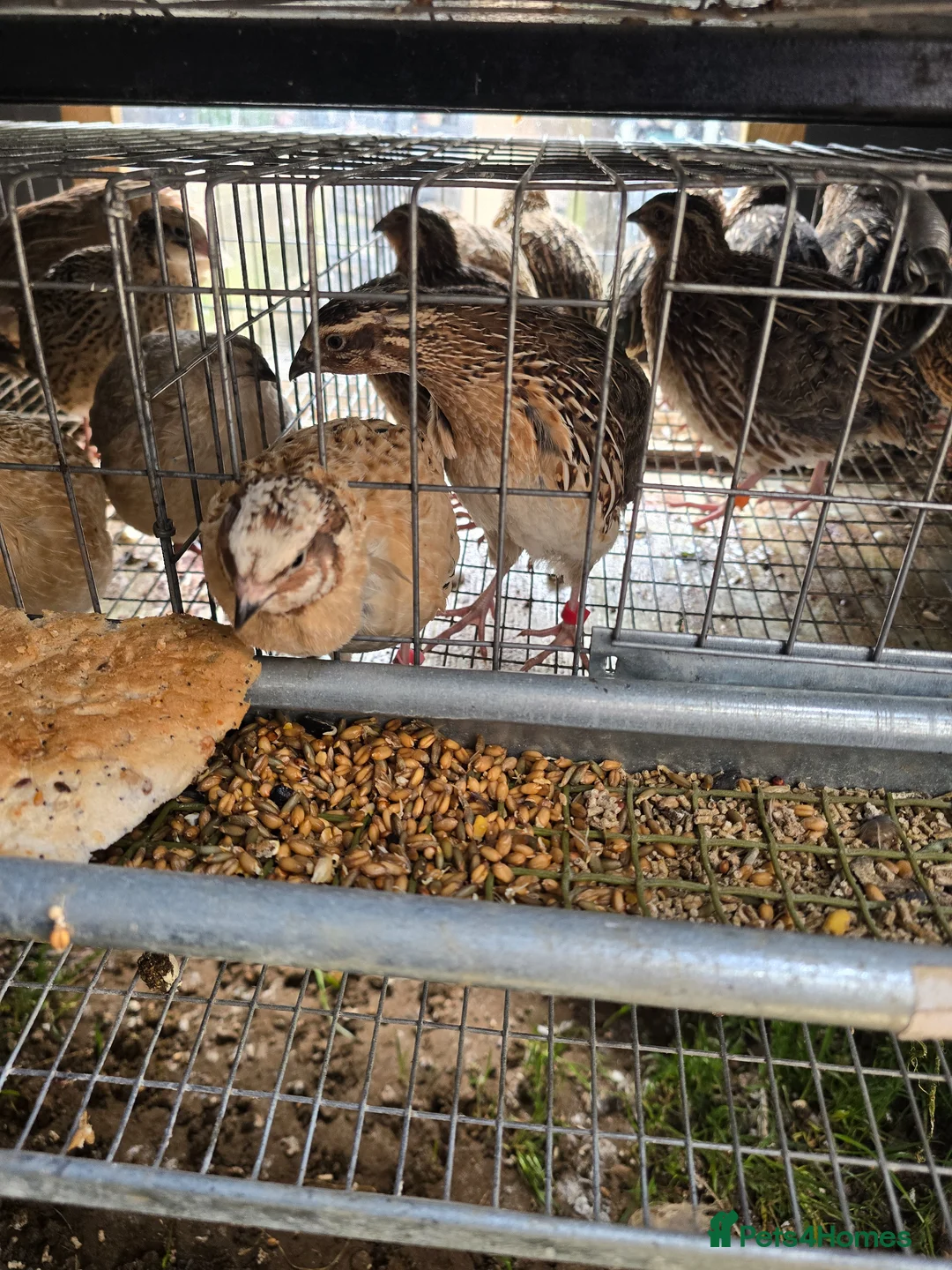 Quail poultry for sale: Quails and quails eggs &jambo males - Advert 2
