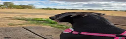 Mixed Breed dogs for sale: Luna Little Legs 6 months  - Advert 2