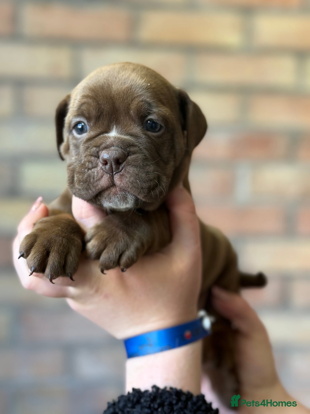 Mixed Breed dogs for sale: Bulldog de Bordeaux  - Image 28