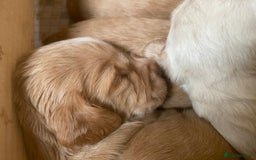 Cocker Spaniel dogs for sale: Working cocker spaniels -legally docked. - Image 5