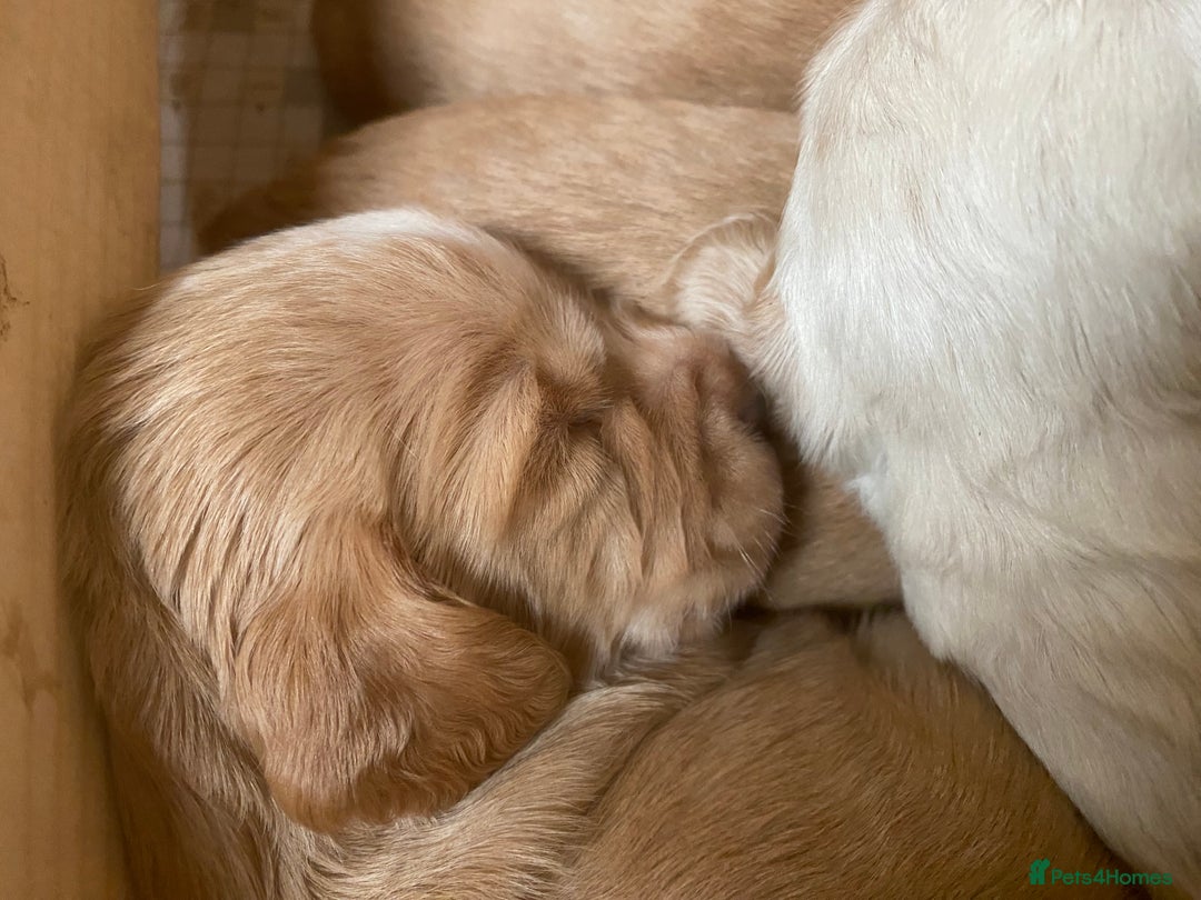 Cocker Spaniel dogs for sale: Working cocker spaniels -legally docked. - Image 5