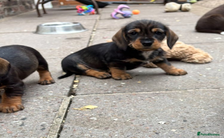 Dachshund dogs - Advert 14