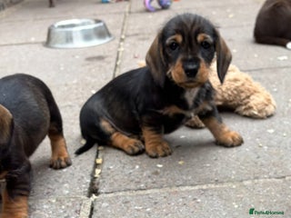 Dachshund dogs - Advert 10