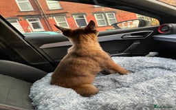 German Shepherd dogs for sale: Full bread 8 week German shepherd  - Advert 5