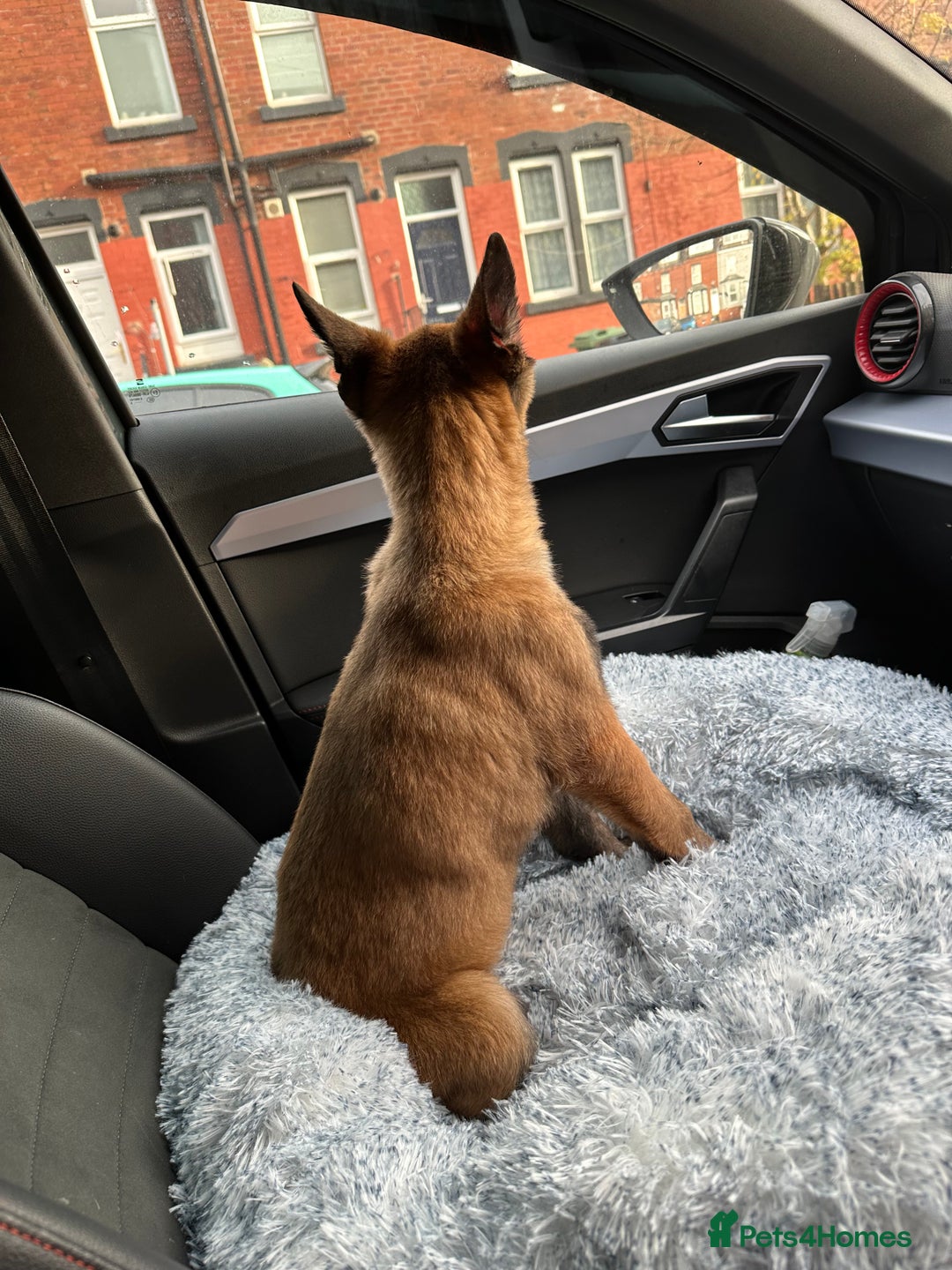 German Shepherd dogs for sale: Full bread 8 week German shepherd  - Advert 5