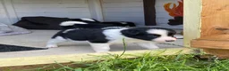 Border Collie dogs for sale: Border Collies Puppies in Lauder - Advert 7