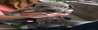 Staffordshire Bull Terrier 5