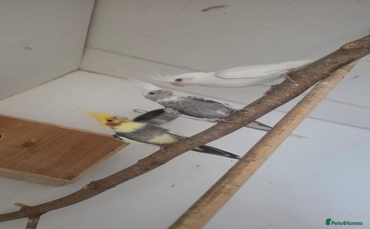 Budgerigars birds cocktails  - Advert 16