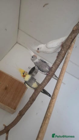 Budgerigars birds cocktails - Advert 16