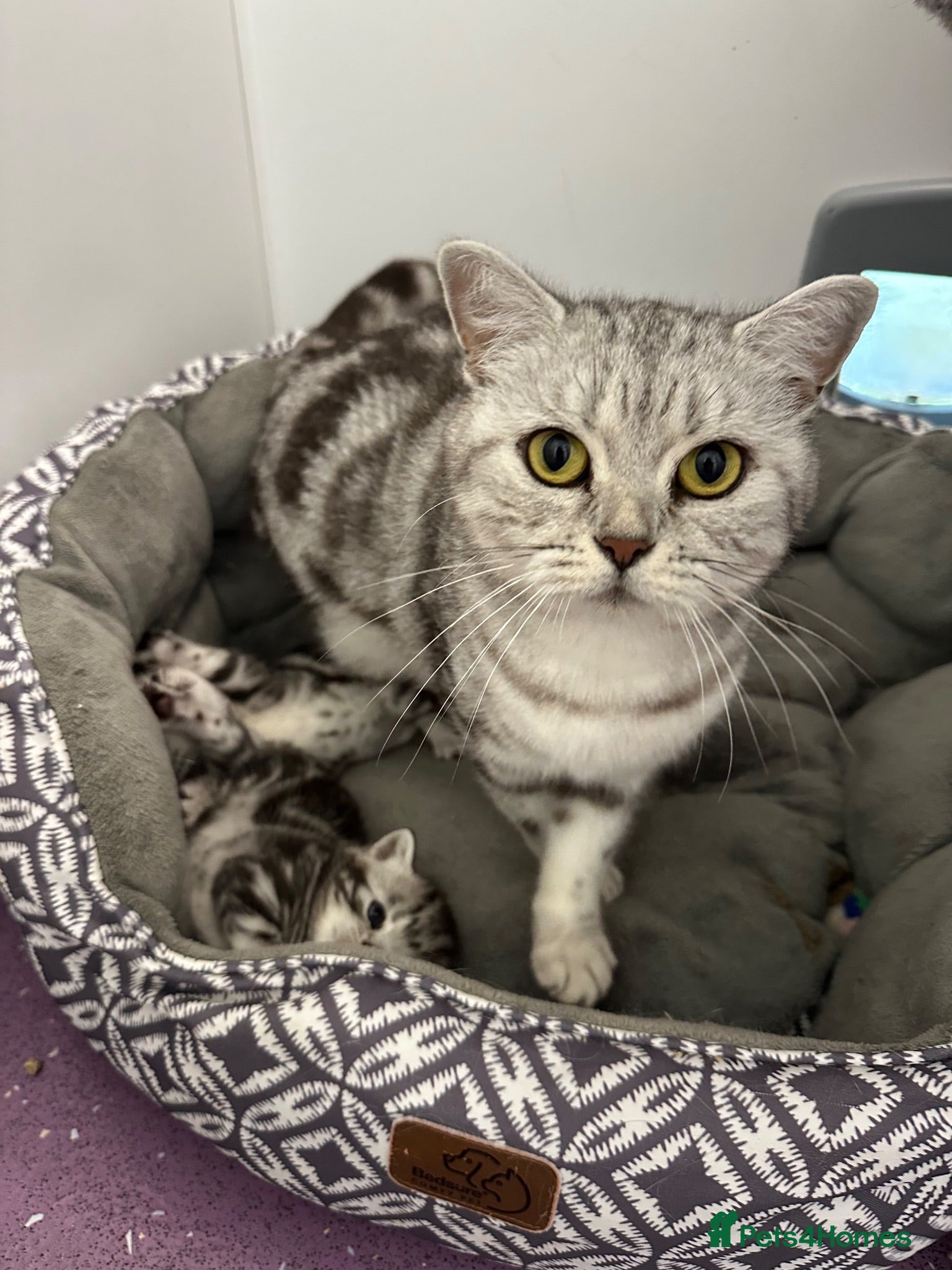 British Shorthair cats Brush shorthair Silver tabby  - Advert 1
