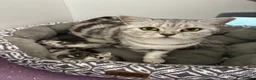 British Shorthair cats for sale: British shorthair Silver tabby  - Advert 21
