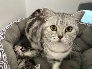 British Shorthair cats Brush shorthair Silver tabby - Advert 1