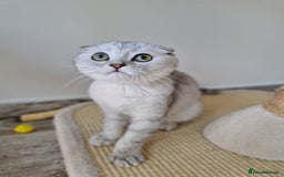 Scottish Fold cats for sale: Schotish straith and fold kittens😻 - Image 14