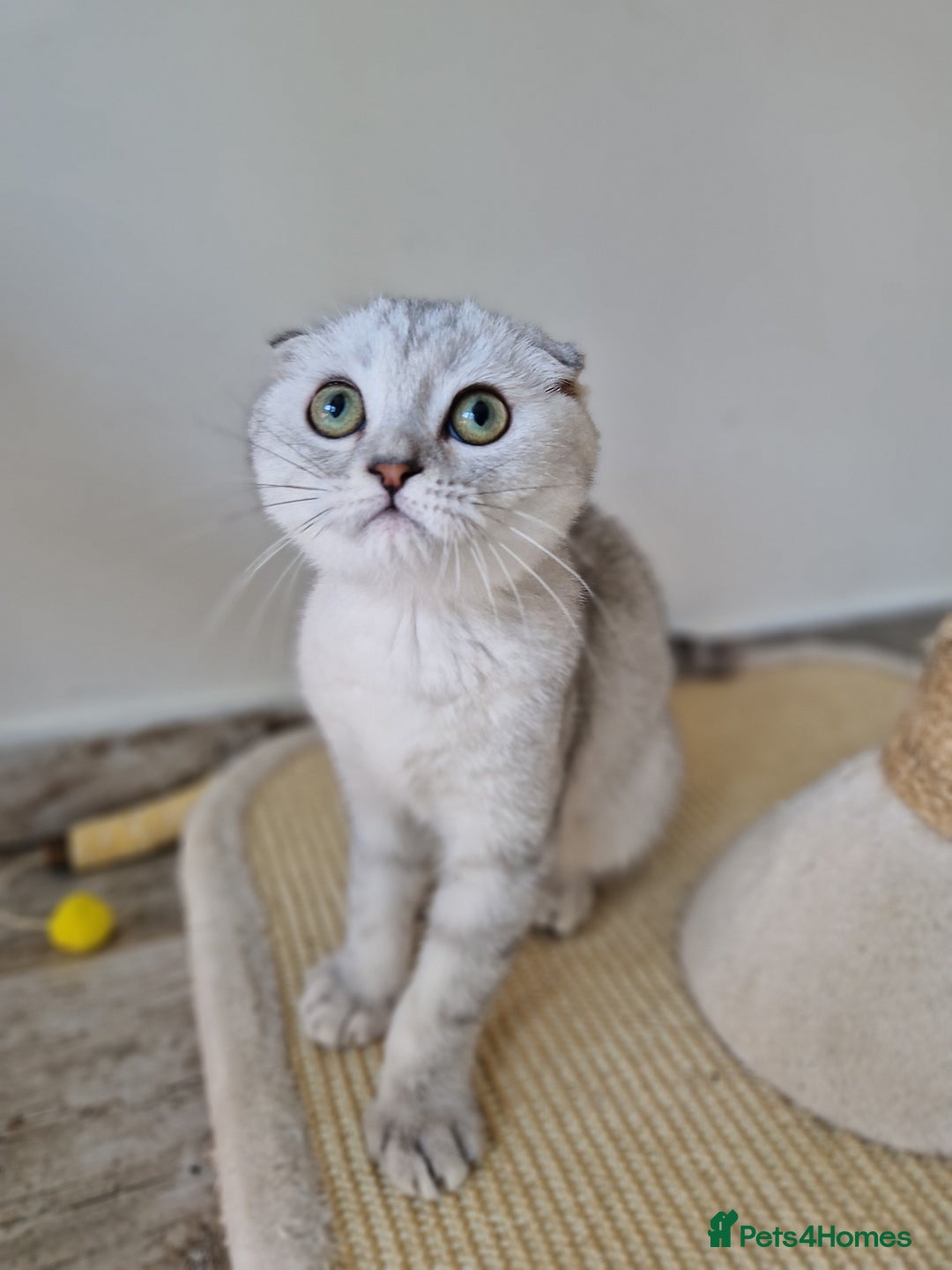 Scottish Fold cats for sale: Schotish straith and fold kittens😻 - Image 14