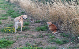 Mixed Breed cats for adoption: Gorgeous fun loving Kip is looking for a home - Image 7