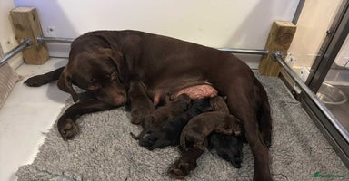Labrador Retriever dogs - Advert 1