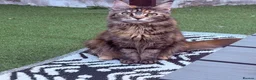 Maine Coon cats for sale: Beautiful TICA registered Maine coon kittens. in Rochester - Advert 4