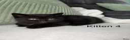 British Shorthair cats for sale: British Shorthair Kittens  - Advert 3