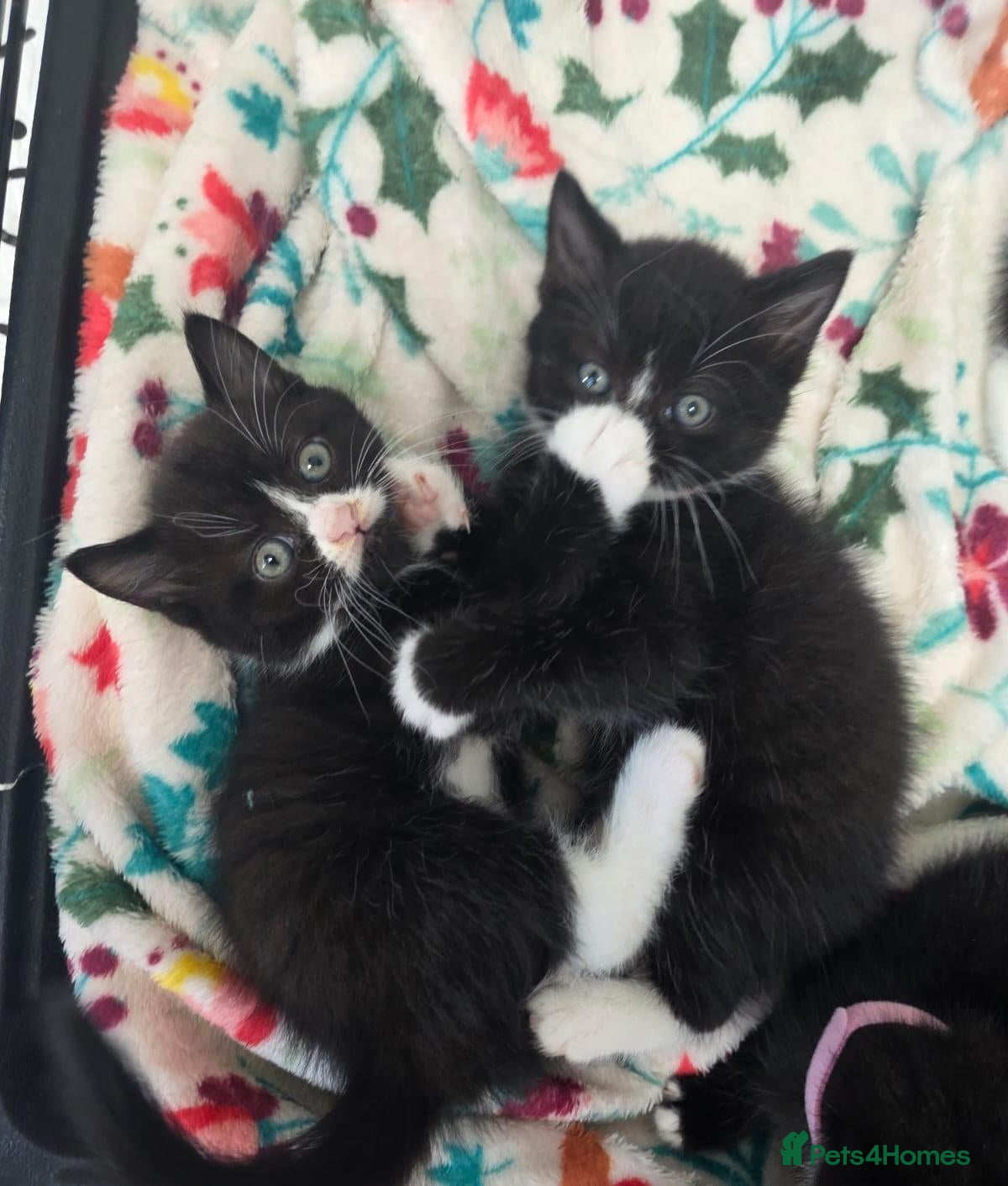Mixed Breed cats 2 Gorgeous BSH cross Black & White Kittens  - Advert 12