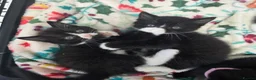 British Shorthair cats for sale: Gorgeous BSH cross Black & White Kittens  - Advert 11