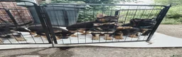 Shepsky dogs for sale: German Shepherd pups - Advert 12
