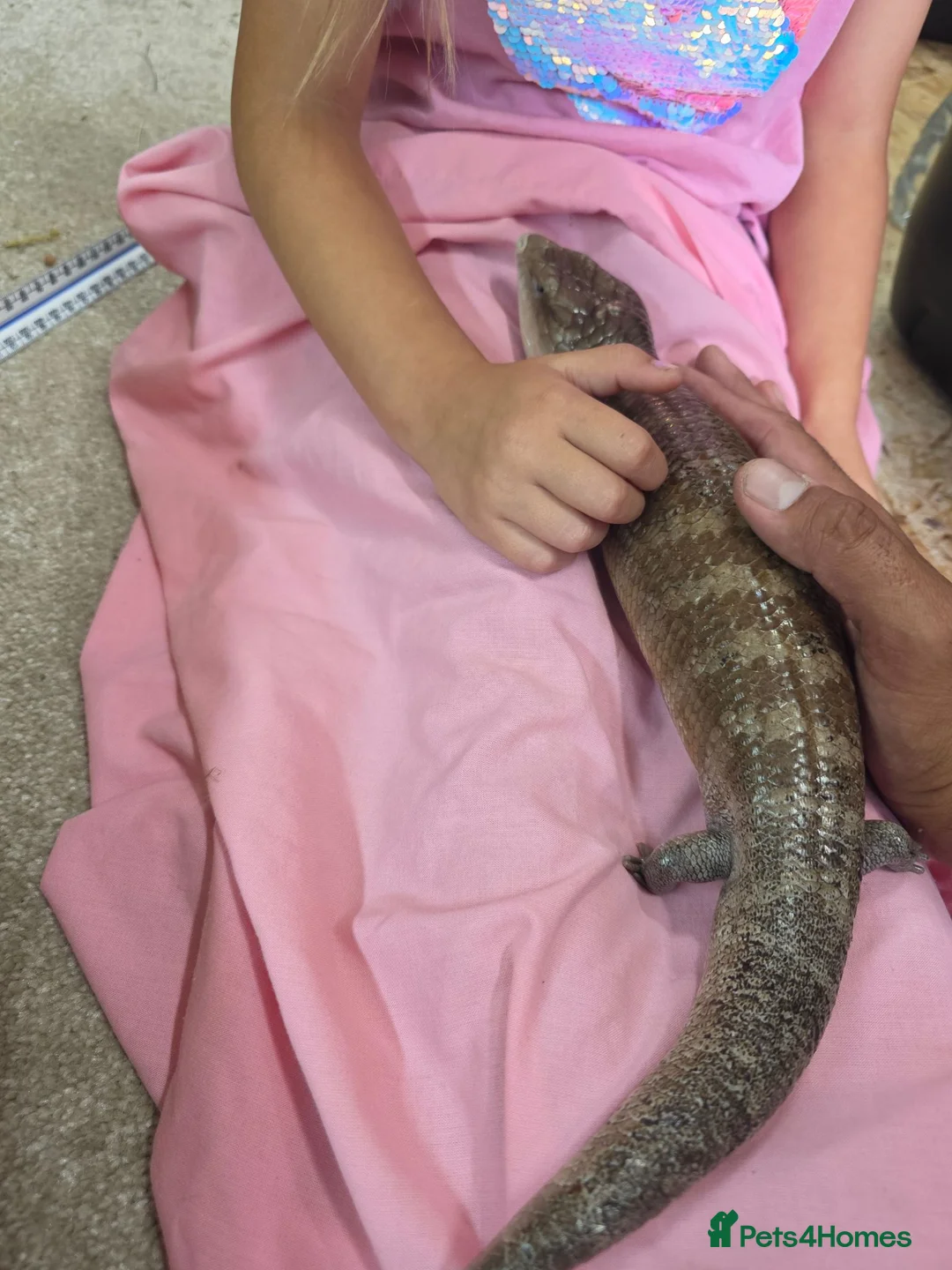 Skink reptiles for sale: Irian Jaya Blue tongue skink - Advert 2