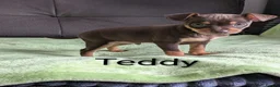 Mixed Breed dogs for sale: Russian Toy Terrier x Miniature Pinscher Puppies - Advert 10